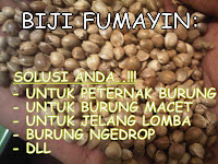 Jual Biji Fumayin