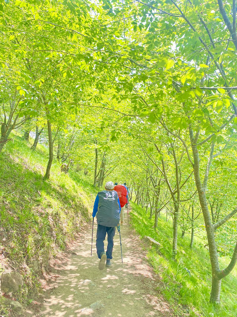 巨木登山步道--櫻花林