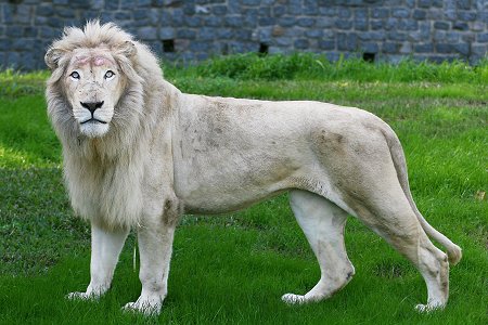 imagenes de animales en blanco - Maravillosas fotografías de animales africanos en blanco y 