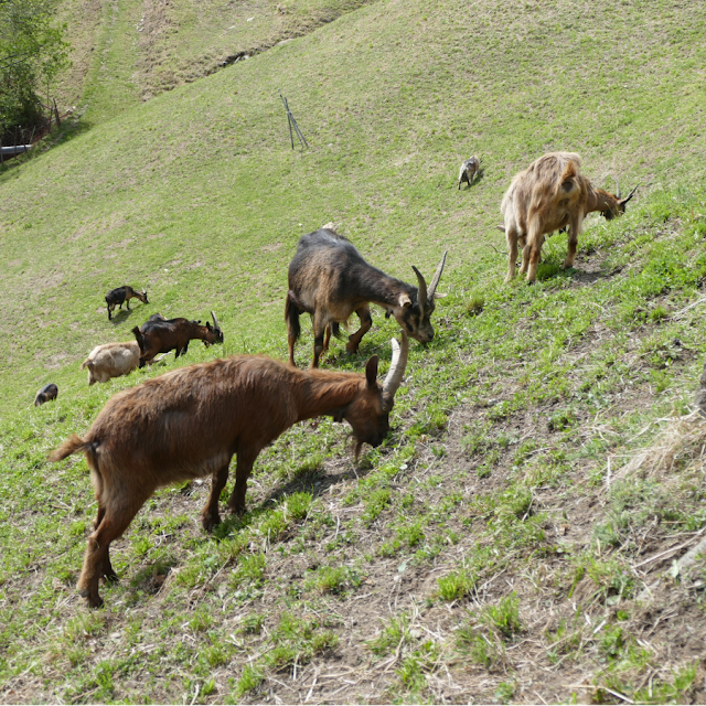 sentiero Herrschaftsweg castel tirolo