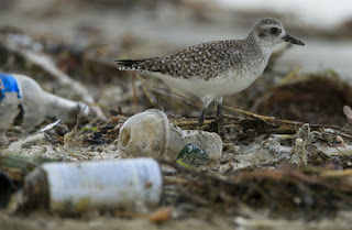 shorebird, plastic pollutions, California