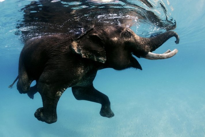  Gambar  Gajah Berenang HD di Laut Terbaru gambarcoloring