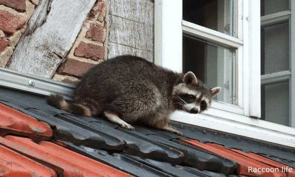 Raccoons as Pets - Keeping and Caring in your Home