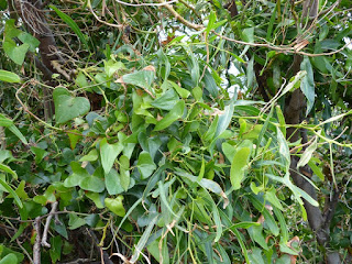 Salsepareille d'Europe - Smilax aspera 