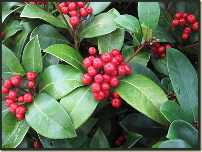 Red berries