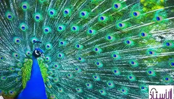 Ruling-on-eating-peacocks-according-to-all-sects