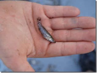 A Guppy caught on Curly tail