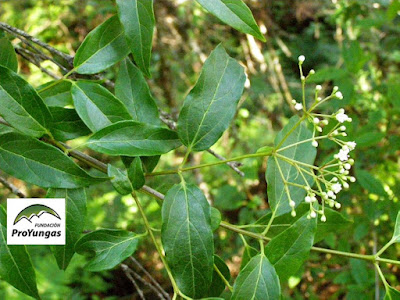 Viburnum seemenii