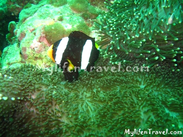 Koh lipe Diving 16