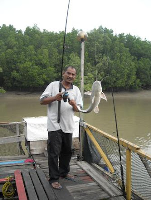  Ikan  Hias  Foto  ikan  besar 