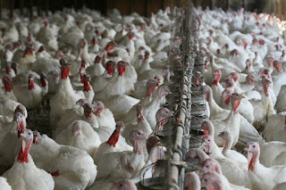 Valparaiso: A modo de prevención, el SAG informó que han determinado el sacrificio y destrucción de las aves contagiadas con virus detectada en planta de Sopraval