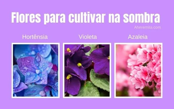 Imagem com flores Azaleia, Hortênsia e Violeta.