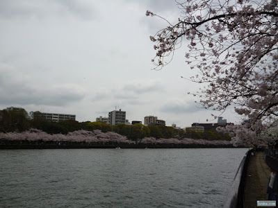 河川敷の桜