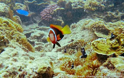 Red and Black Anemonefish, Yellow-tailed Blue Damsel and Three-spots Dascyllus