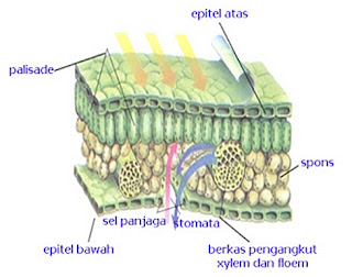  Tumbuhan lumut disebut sebagai peralihan tumbuhan bertalus ke tumbuhan berkormus karena 50 Soal Biologi SMA/MA kelas 10 Semester 1 Lengkap Beserta Kunci Jawabannya