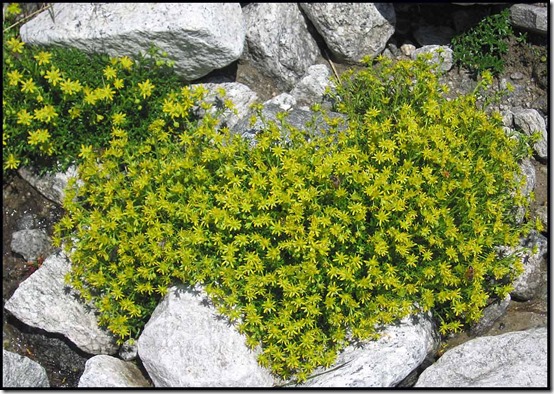 2617-Biting-Stonecrop-Sedum-acre