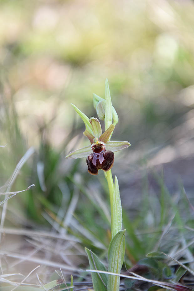 Orchidea Ophrys sphegodes Parco di Montevecchia e Valle del Curone