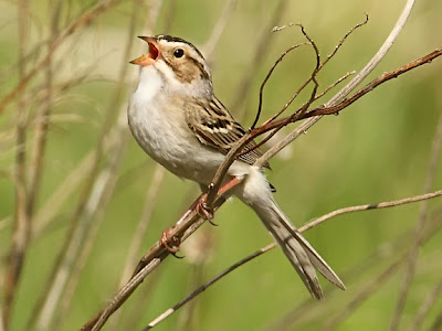 Clay-colored Sparrow