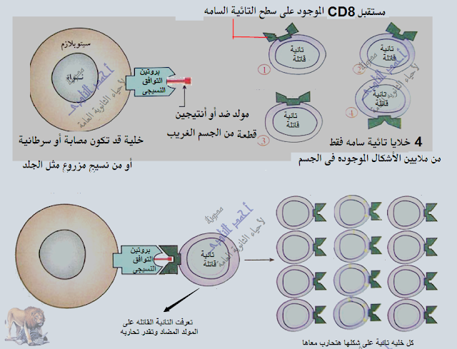 تركيب الجهاز المناعى - الخلايا الليمفاوية - الخلايا التائية - التائية السامة أو القاتلة