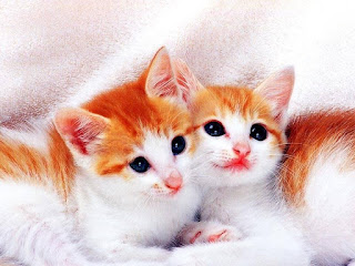 yellow-white-two-cats-beautiful