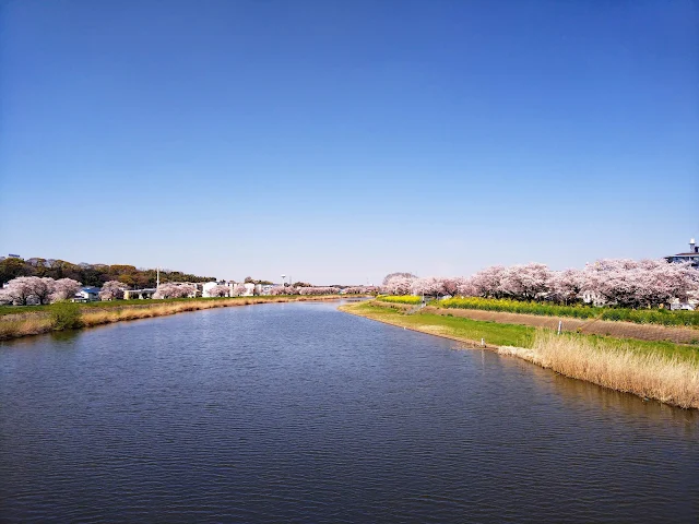 桜川