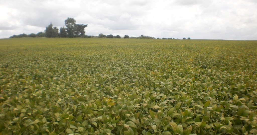 Tierras del Sur Inmobiliaria 80 Has 100 AGRÍCOLAS en