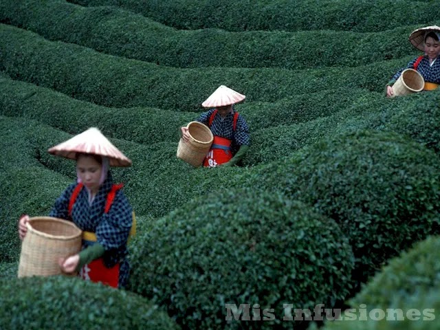 Expansión del té en asia