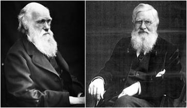 Compañeros, rivales, mentor y aprendiz. Charles Darwin “izquierda” y Alfred Russell Wallace “derecha” protagonizaron uno de los conflictos de prioridades científicas más famosos, y tal vez, el mejor ejemplo de caballerosidad y camaradería más grandes de la historia de la ciencia, por el mérito del concepto de Selección Natural.