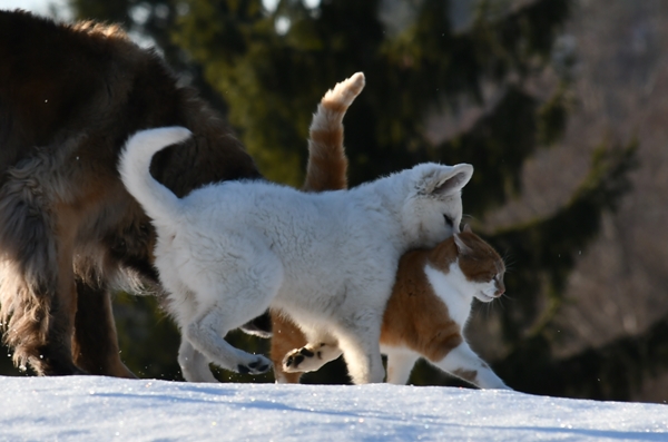 hvit gjeterhund pus katt kattepus pusekatt