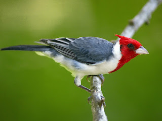 birds pictures | pictures of birds | nice wallpapers