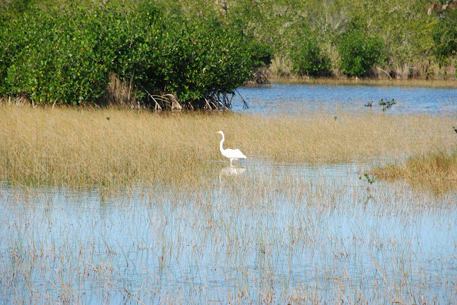 Everglades National Park's Ten Thousand Islands