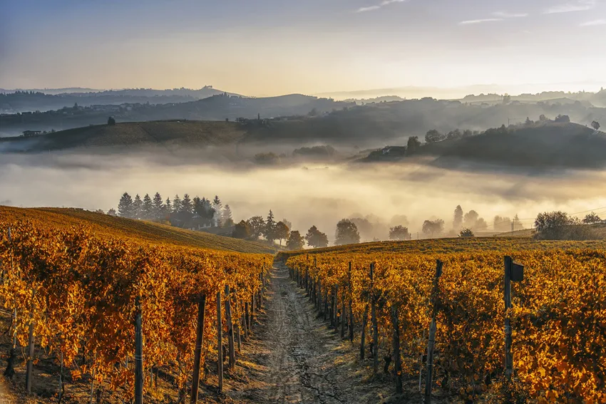 Co zobaczyć w Alba? Co zobaczyć w Langhe? Co zjeść w Langhe?