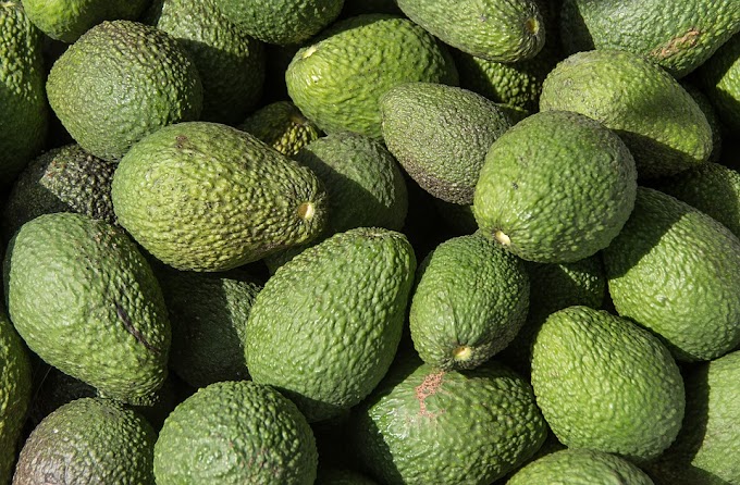 Avocado Has a Host of Health Benefits and Picking One from Duclos Farms Only Adds to the Taste