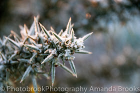 frosty plants in cornwall