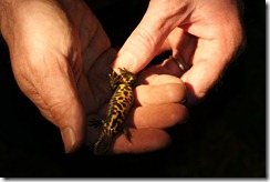 Great Crested Newt