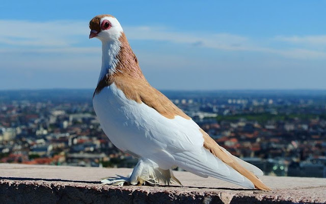 The most expensive types of pigeons