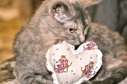 Little Dora The Explorer kitten got an early Valentine's Day Present!