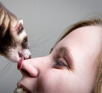 Beautiful Ferrets Images | Beautiful & Cute Photos Of Ferrets Seen On www.coolpicturegallery.us