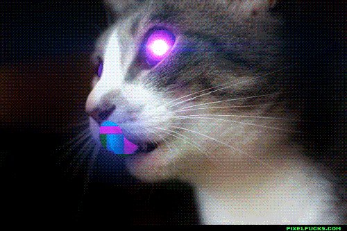 Gambar Kucing Animasi Lucu Bergerak Gif Multi Info