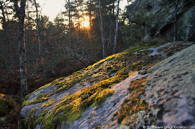 Mousse sur grès, Roche aux Sabots, Trois Pignons