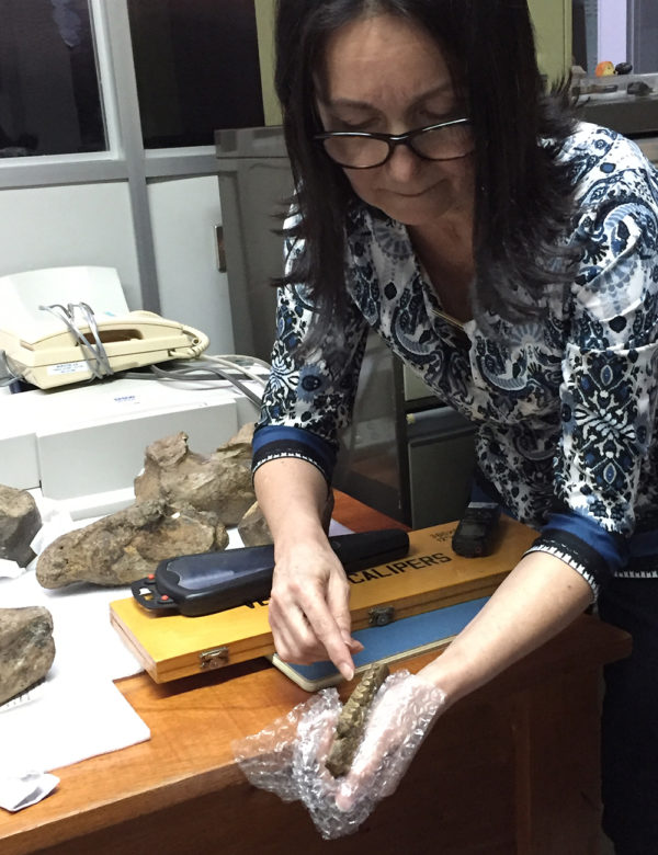 La geóloga del Museo Nacional Ana Lucía Valerio, muestra molares fosilizados.