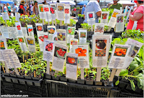 Farmer Market de Boston