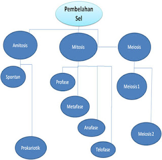  materi  Proses Pembelahan Sel (Amitosis, Mitosis, & Meiosis)