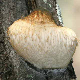 How long does it take for lion's mane to work?