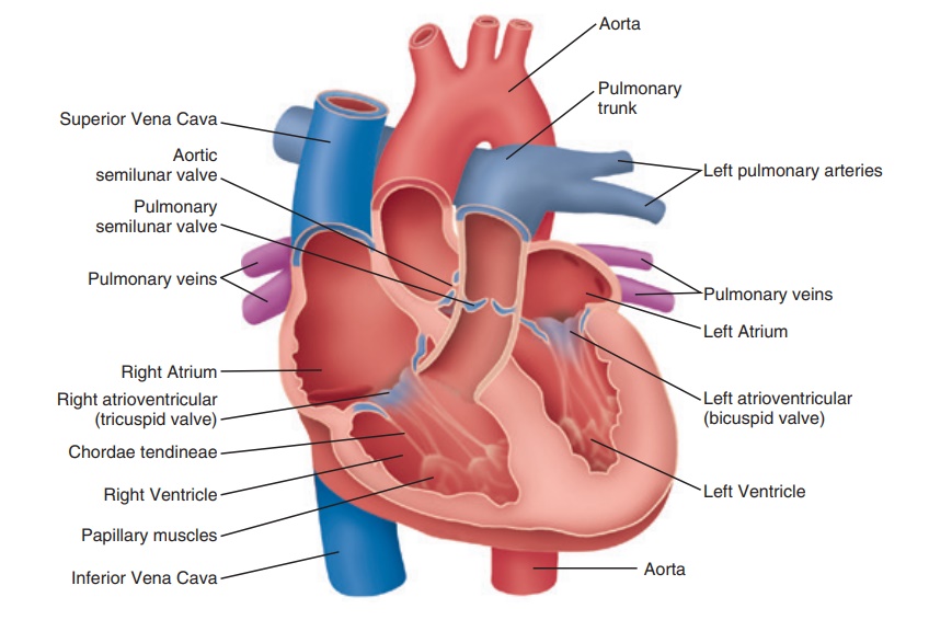 Human structure. Heart structure. Vena Cava function. Human Heart structure.