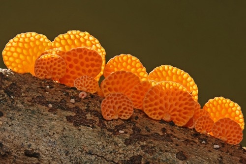 Mother Nature getting creative - Orange Pore Fungi (Favolaschia calocera)