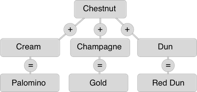 Chart of chestnut base color with simple dilution alleles added