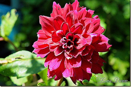 Dahlia_Red_Aug19