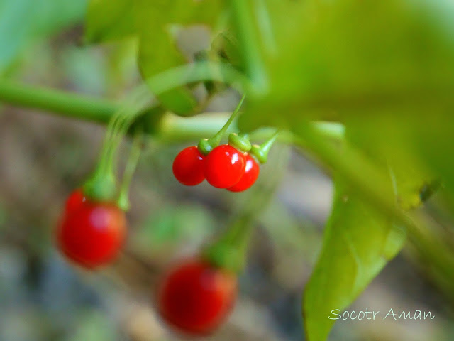 Tubocapsicum anomalum