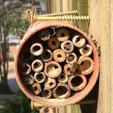 bee, beekeeping, conservation, native solitary bee, 
